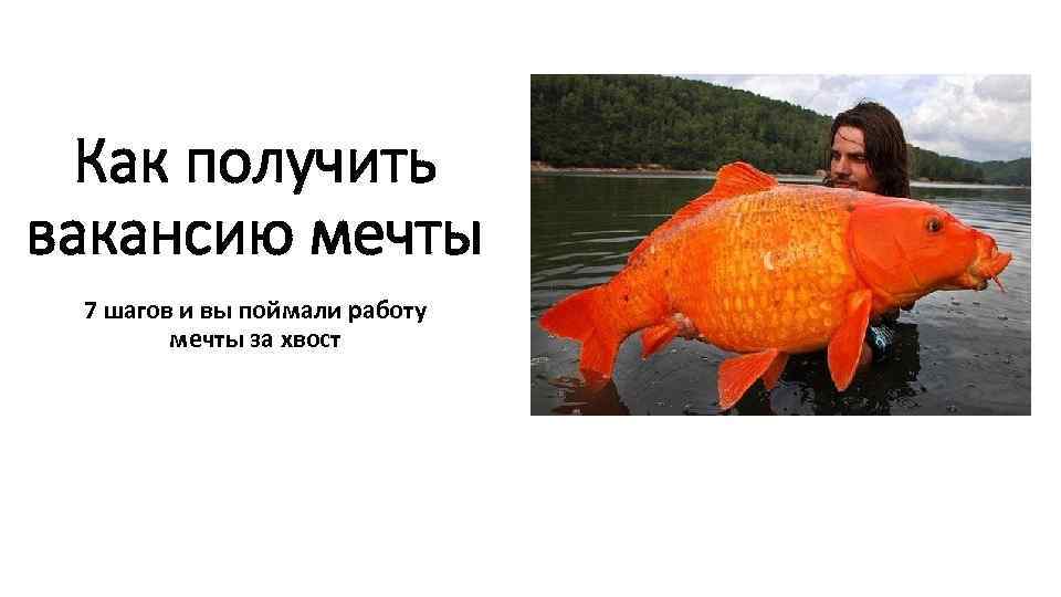 Как получить вакансию мечты 7 шагов и вы поймали работу мечты за хвост 