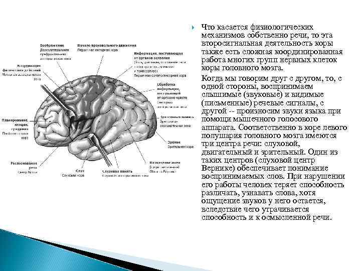  Что касается физиологических механизмов собственно речи, то эта второсигнальная деятельность коры также есть