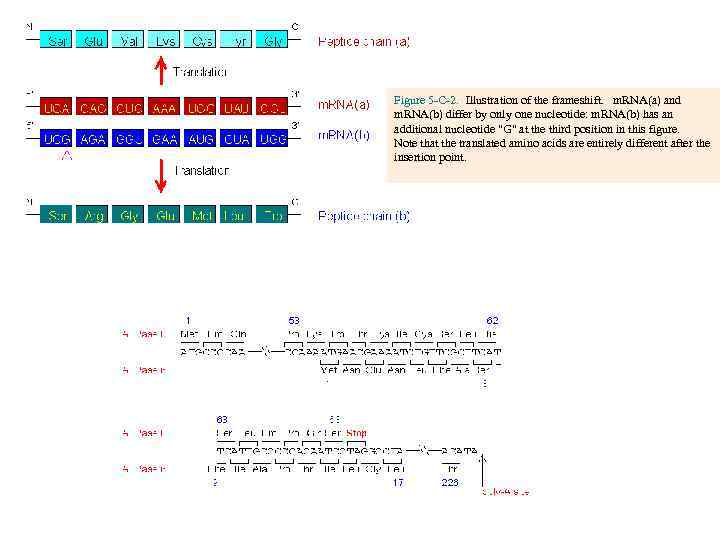 Figure 5 -C-2. Illustration of the frameshift. m. RNA(a) and m. RNA(b) differ by