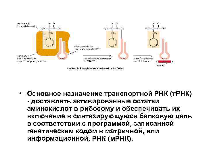  • Основное назначение транспортной РНК (т. РНК) - доставлять активированные остатки аминокислот в