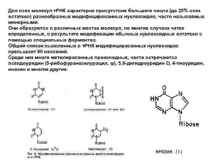 Для всех молекул т. РНК характерно присутствие большого числа (до 25% всех остатков) разнообразных