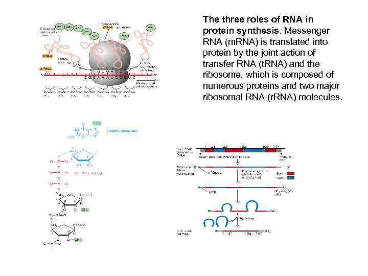 The three roles of RNA in protein synthesis. Messenger RNA (m. RNA) is translated