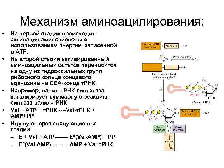 Механизм аминоацилирования: • • • На первой стадии происходит активация аминокислоты с использованием энергии,