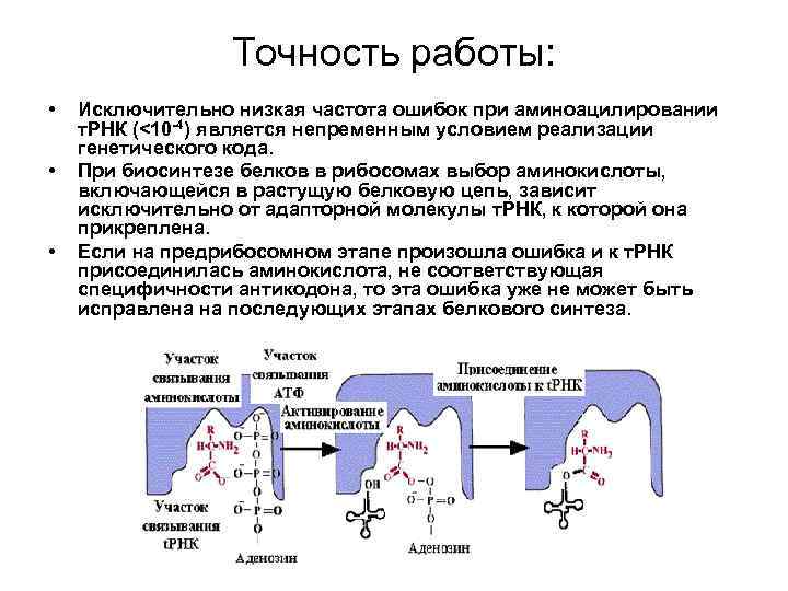 Точность работы: • • • Исключительно низкая частота ошибок при аминоацилировании т. РНК (<10