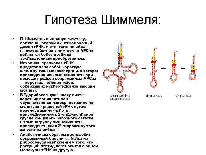 Гипотеза Шиммеля: • • П. Шиммель выдвинул гипотезу, согласно которой и антикодоновый домен т.
