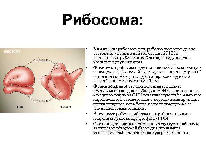Рибосома: • • • Химически рибосома есть рибонуклеопротеид: она состоит из специальной рибосомной РНК