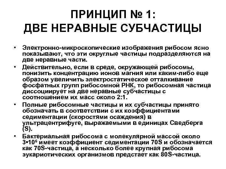 ПРИНЦИП № 1: ДВЕ НЕРАВНЫЕ СУБЧАСТИЦЫ • Электронно-микроскопические изображения рибосом ясно показывают, что эти