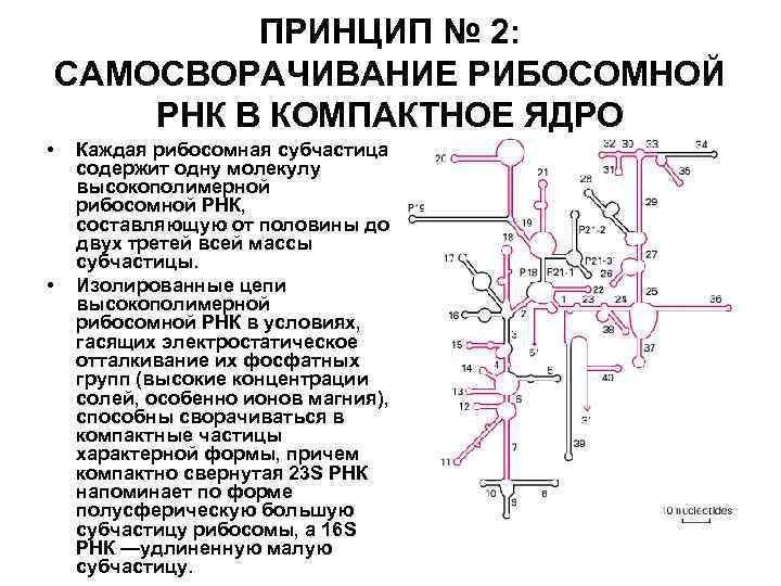 ПРИНЦИП № 2: САМОСВОРАЧИВАНИЕ РИБОСОМНОЙ РНК В КОМПАКТНОЕ ЯДРО • • Каждая рибосомная субчастица