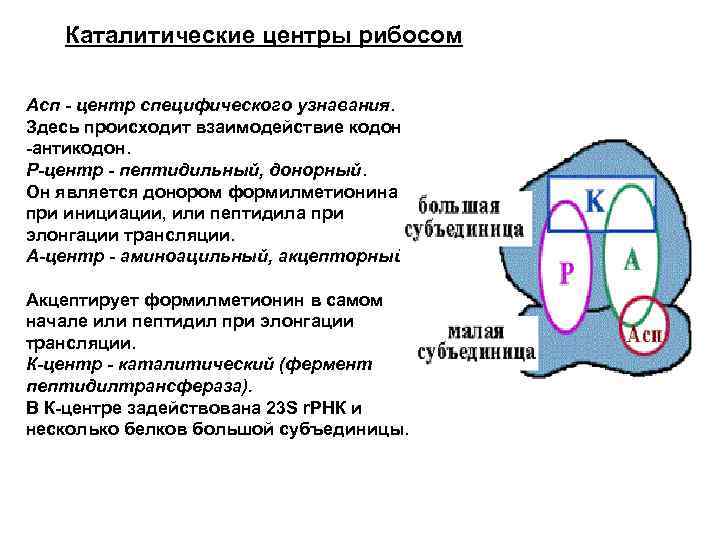Каталитические центры рибосом Асп - центр специфического узнавания. Здесь происходит взаимодействие кодон -антикодон. Р-центр