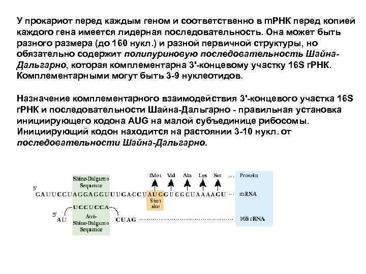 У прокариот перед каждым геном и соответственно в m. РНК перед копией каждого гена