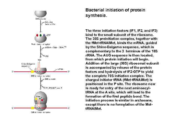 Bacterial initiation of protein synthesis. The three initiation factors (IF 1, IF 2, and