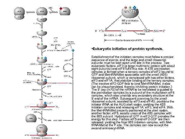  • Eukaryotic initiation of protein synthesis. Establishment of the initiation complex must follow