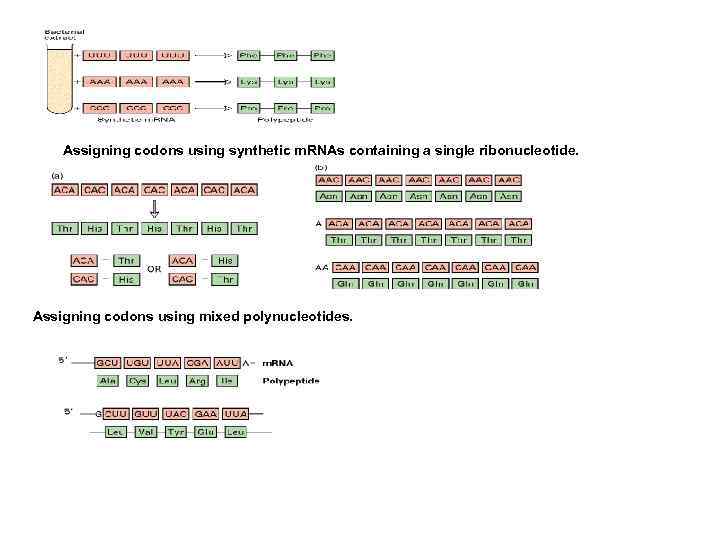 Assigning codons using synthetic m. RNAs containing a single ribonucleotide. Assigning codons using mixed