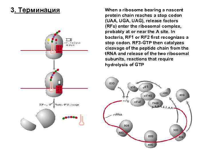 3. Терминация When a ribosome bearing a nascent protein chain reaches a stop codon