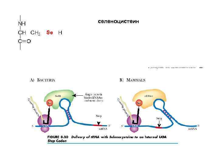 селеноцистеин 