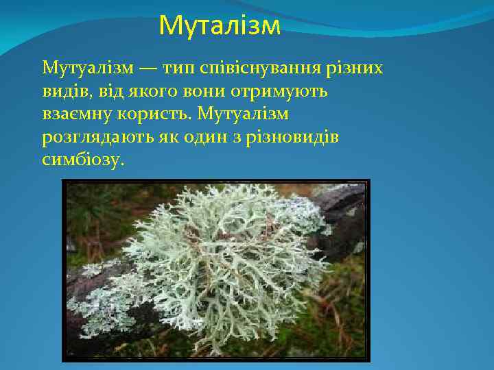 Муталізм Мутуалізм — тип співіснування різних видів, від якого вони отримують взаємну користь. Мутуалізм