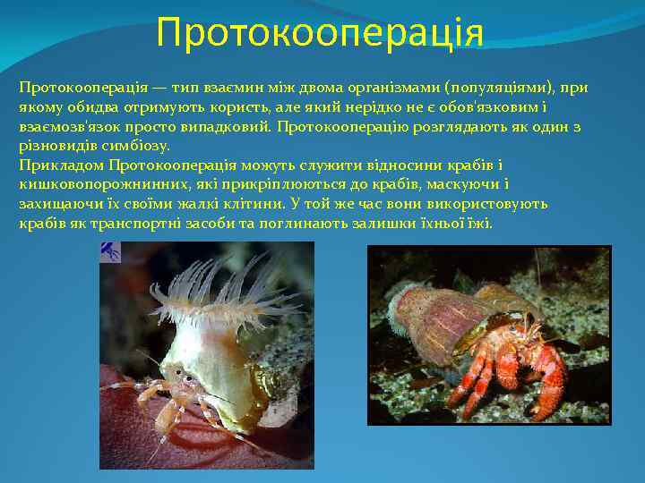 Протокооперація — тип взаємин між двома організмами (популяціями), при якому обидва отримують користь, але