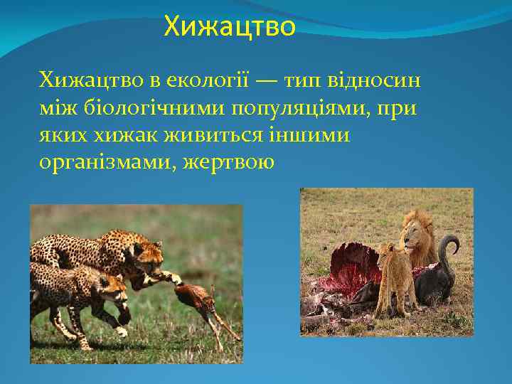 Хижацтво в екології — тип відносин між біологічними популяціями, при яких хижак живиться іншими