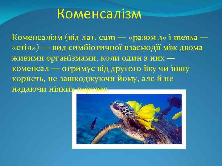 Коменсалізм Коменсалі зм (від лат. cum — «разом з» і mensa — «стіл» )