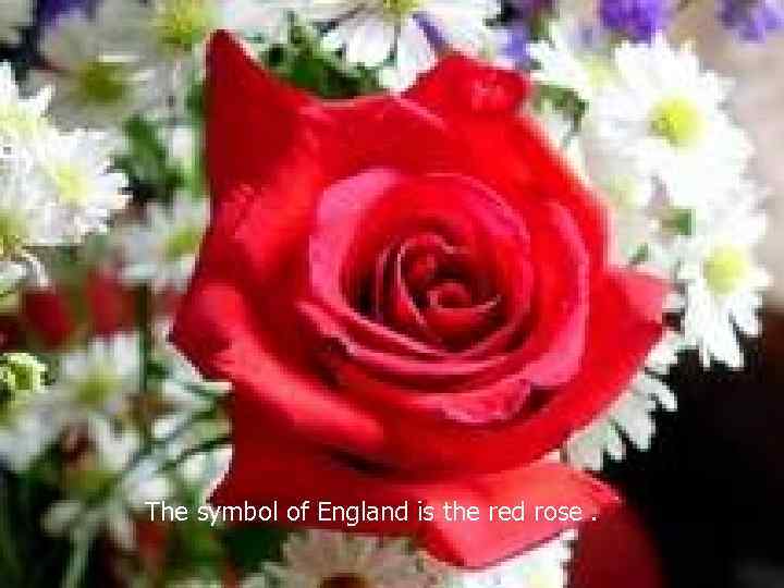 The symbol of England is the red rose. 