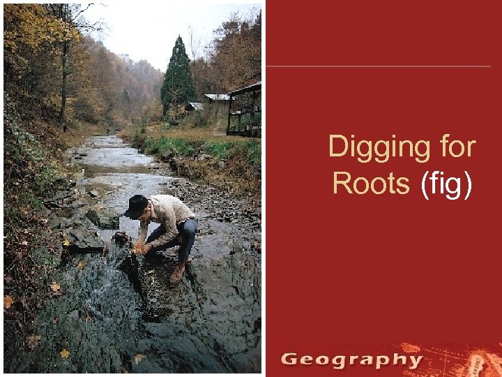 Digging for Roots (fig) 