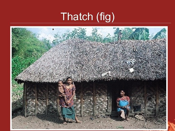 Thatch (fig) Thatch 