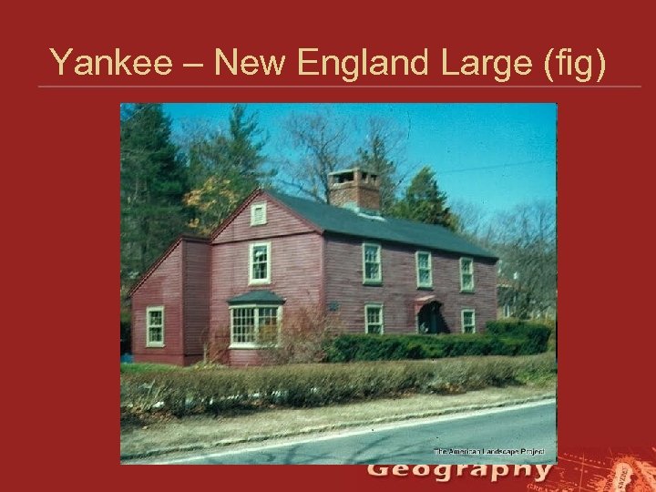 Yankee – New England Large (fig) 