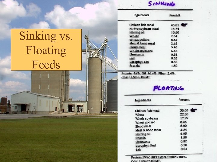 Sinking vs. Floating Feeds 