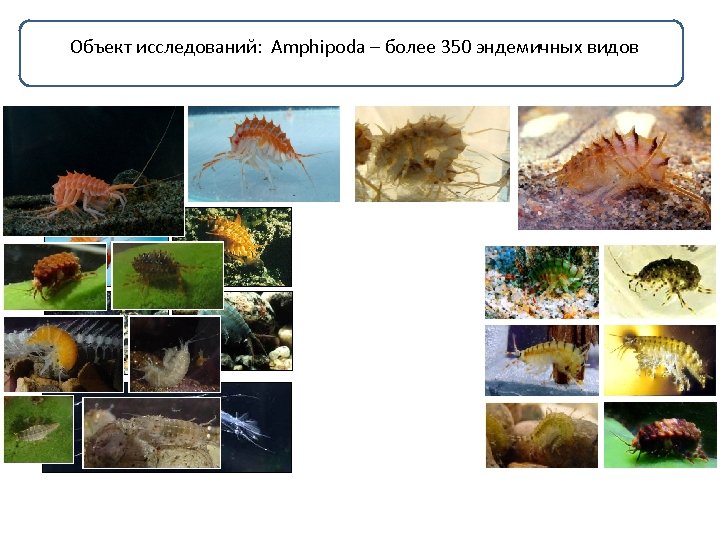 Объект исследований: Amphipoda – более 350 эндемичных видов 