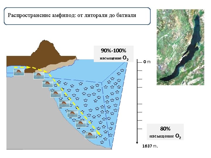 Распространение амфипод: от литорали до батиали 90%-100% насыщение O 2 0 m 80% насыщение