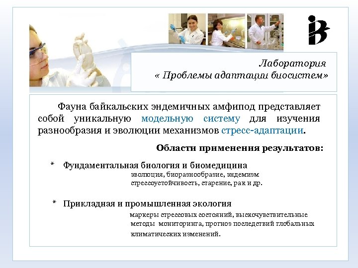 Лаборатория « Проблемы адаптации биосистем» Фауна байкальских эндемичных амфипод представляет собой уникальную модельную систему