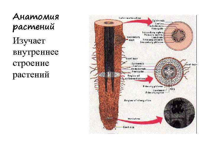 Анатомия растений Изучает внутреннее строение растений 