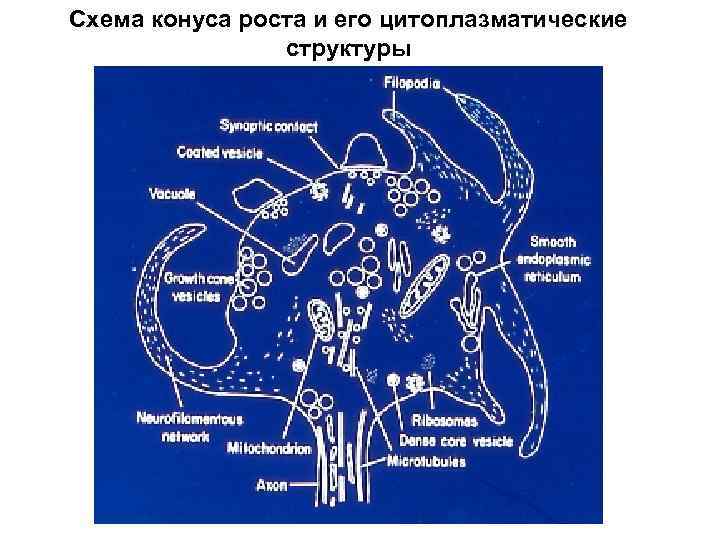 Схема конуса роста и его цитоплазматические структуры 