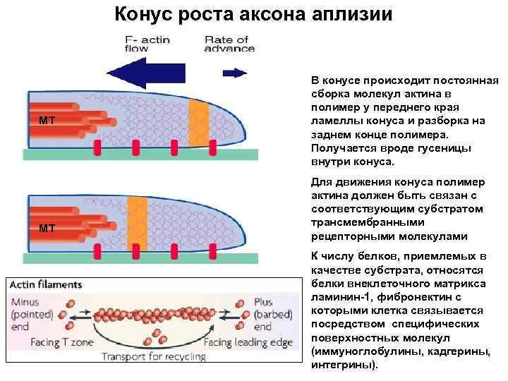 Конус роста аксона аплизии MT MT В конусе происходит постоянная сборка молекул актина в
