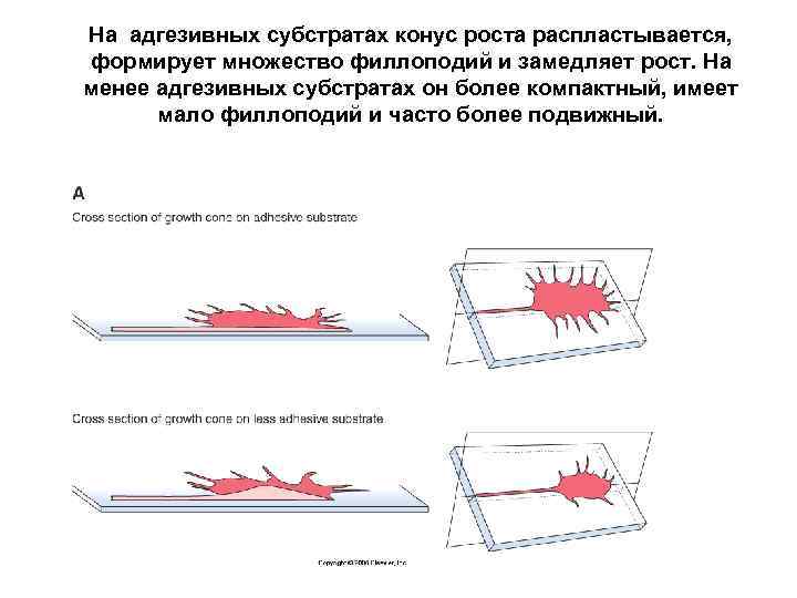 На адгезивных субстратах конус роста распластывается, формирует множество филлоподий и замедляет рост. На менее