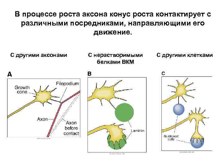 В процессе роста аксона конус роста контактирует с различными посредниками, направляющими его движение. С
