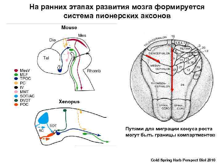 На ранних этапах развития мозга формируется система пионерских аксонов Путями для миграции конуса роста