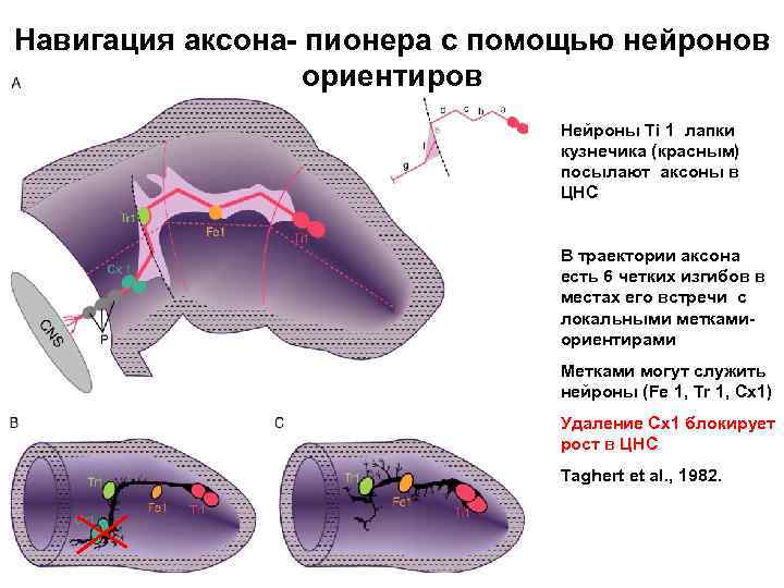 Навигация аксона- пионера с помощью нейронов ориентиров Нейроны Ti 1 лапки кузнечика (красным) посылают