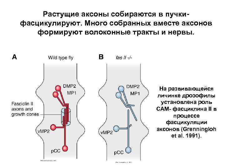 Растущие аксоны собираются в пучкифасцикулируют. Много собранных вместе аксонов формируют волоконные тракты и нервы.