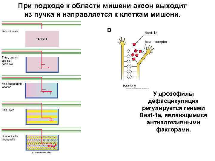 При подходе к области мишени аксон выходит из пучка и направляется к клеткам мишени.