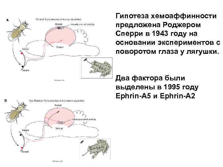 Гипотеза хемоаффинности предложена Роджером Сперри в 1943 году на основании экспериментов с поворотом глаза