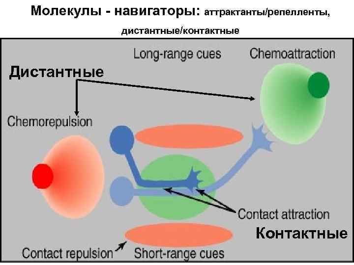 Молекулы - навигаторы: аттрактанты/репелленты, дистантные/контактные Дистантные Контактные 