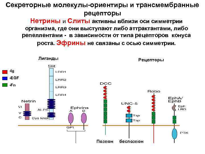 Секреторные молекулы-ориентиры и трансмембранные рецепторы Нетрины и Слиты активны вблизи оси симметрии организма, где