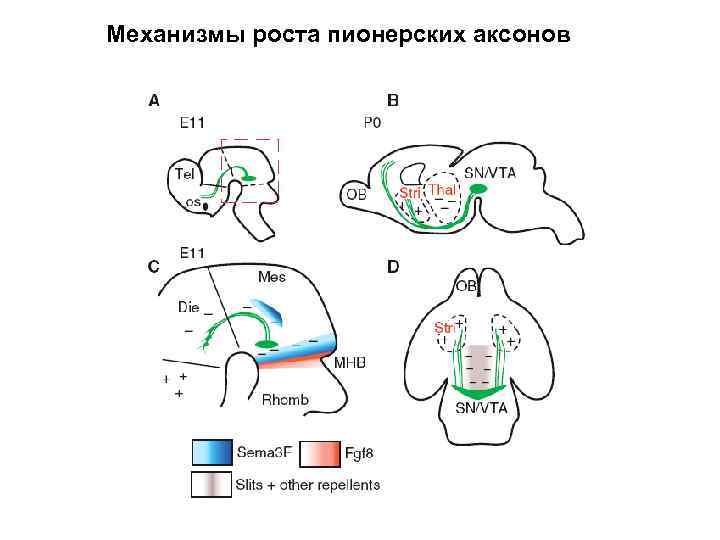 Механизмы роста пионерских аксонов 