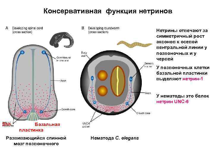 Консервативная функция нетринов Нетрины отвечают за симметричный рост аксонов к осевой вентральной линии у