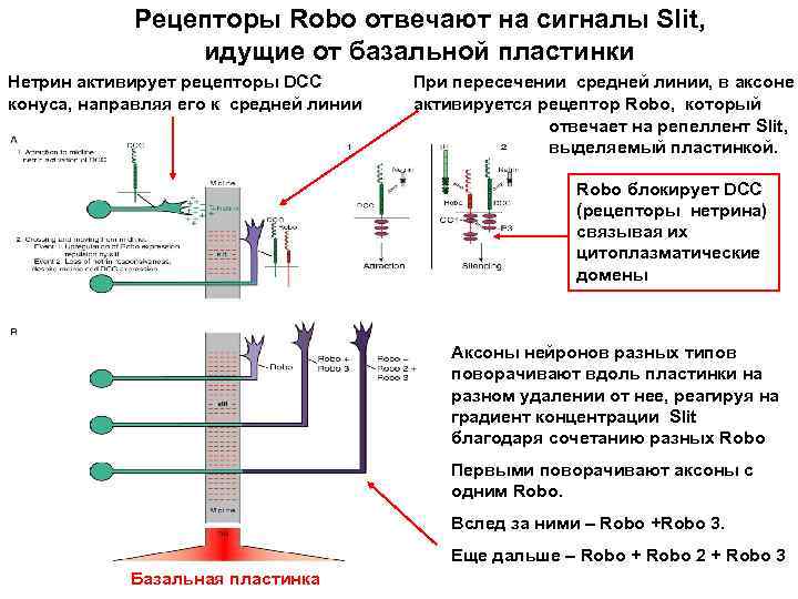 Рецепторы Robo отвечают на сигналы Slit, идущие от базальной пластинки Нетрин активирует рецепторы DCC