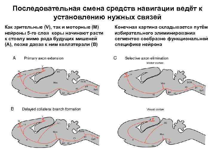 Последовательная смена средств навигации ведёт к установлению нужных связей Как зрительные (V), так и