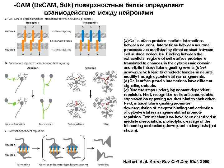 -CAM (Ds. CAM, Sdk) поверхностные белки определяют взаимодействие между нейронами (a) Cell surface proteins