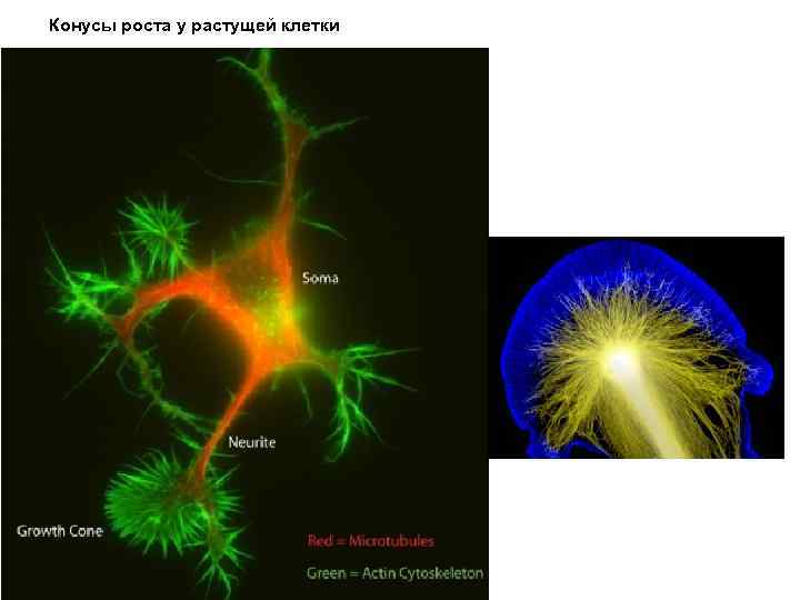 Конусы роста у растущей клетки 