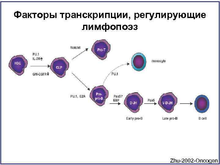 Факторы транскрипции, регулирующие лимфопоэз Zhu-2002 -Oncogen 